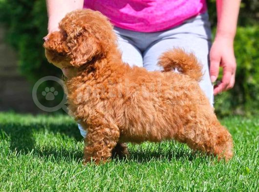 Toy Poodle Yavrular görsel