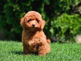 Toy Poodle yavrular