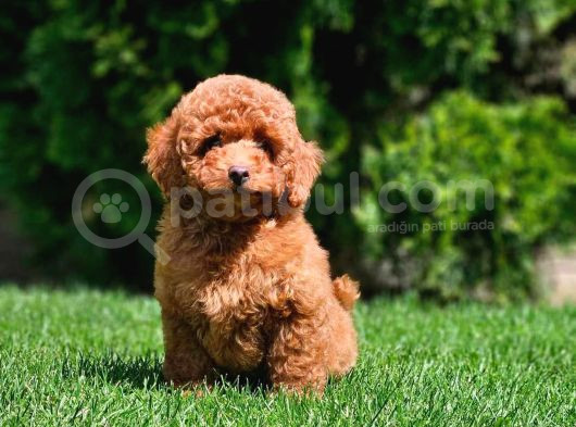 Toy Poodle Yavrular