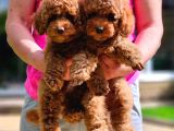 Toy Poodle Yavrular