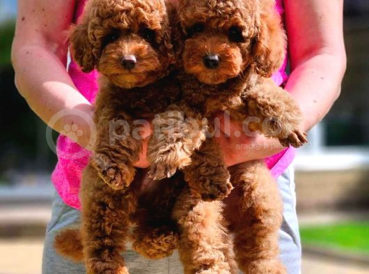 Toy Poodle Yavrular görsel