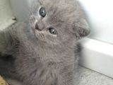 British shorthair erkek