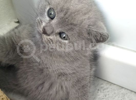 British Shorthair Erkek