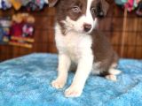 Etki̇leyi̇ci̇ Güzelli̇k Border Collie