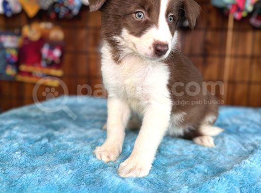 Etki̇leyi̇ci̇ Güzelli̇k Border Collie görsel