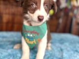 ETKİLEYİCİ GÜZELLİK BORDER COLLIE