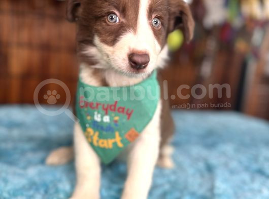 Etki̇leyi̇ci̇ Güzelli̇k Border Collie
