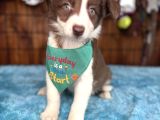 Etki̇leyi̇ci̇ Güzelli̇k Border Collie