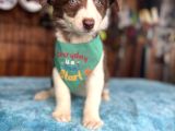Etki̇leyi̇ci̇ Güzelli̇k Border Collie