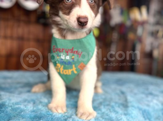Etki̇leyi̇ci̇ Güzelli̇k Border Collie görsel