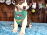 Etki̇leyi̇ci̇ Güzelli̇k Border Collie