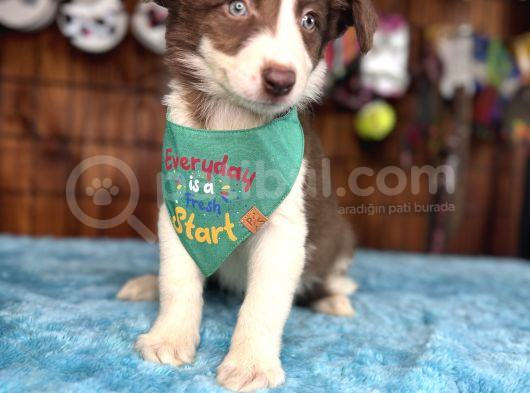 Etki̇leyi̇ci̇ Güzelli̇k Border Collie görsel