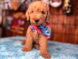 MİNNOŞ OYUNCAK TOY POODLE