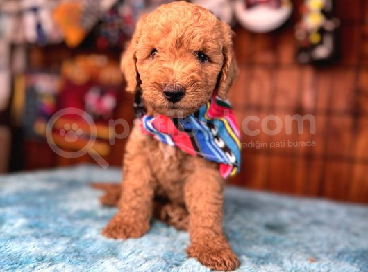 Mi̇nnoş Oyuncak Toy Poodle