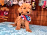 Mi̇nnoş Oyuncak Toy Poodle