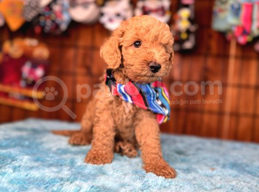 Mi̇nnoş Oyuncak Toy Poodle görsel