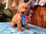Mi̇nnoş Oyuncak Toy Poodle