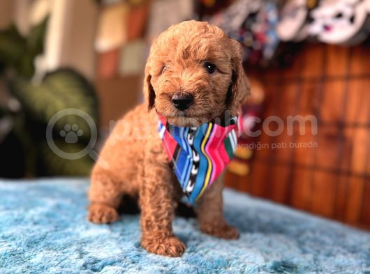 Mi̇nnoş Oyuncak Toy Poodle görsel