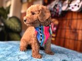 Mi̇nnoş Oyuncak Toy Poodle