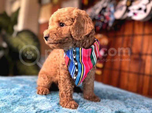 Mi̇nnoş Oyuncak Toy Poodle görsel