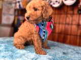 Mi̇nnoş Oyuncak Toy Poodle