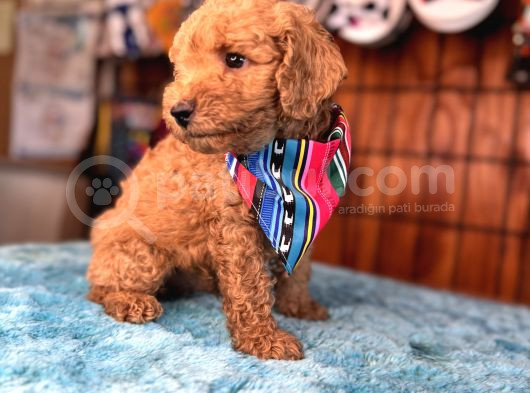 Mi̇nnoş Oyuncak Toy Poodle görsel