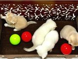 heyecan dolu  british shorthair blue gold ve point yavrular