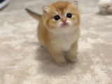 Prens Brıtısh golden shorthair