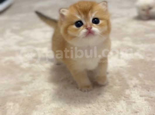 Prens Brıtısh Golden Shorthair