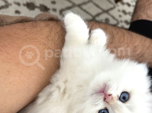 Prens Brıtısh Longhair görsel