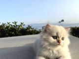Prens brıtısh longhair