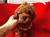 Red Brown Dişi Erkek Toy Poodle Yavrularımız