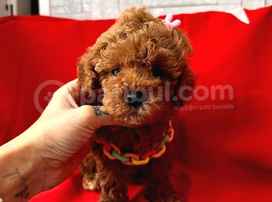 Red Brown Dişi Erkek Toy Poodle Yavrularımız görsel