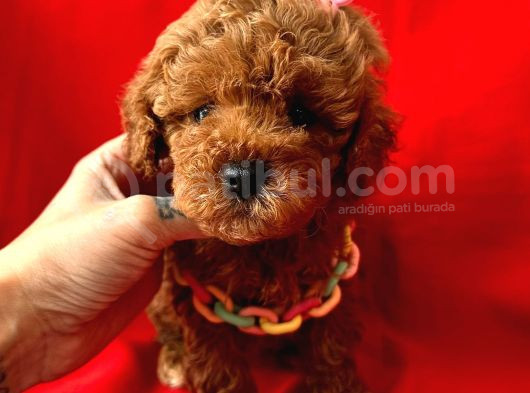 Red Brown Dişi Erkek Toy Poodle Yavrularımız görsel