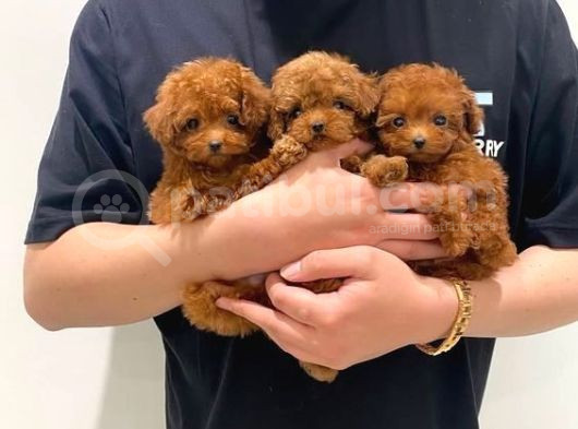 Üst Kali̇te Toypoodle Yavrular Her Yere Gönderi̇li̇r görsel