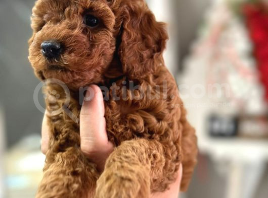 Üst Kali̇te Toypoodle Yavrular Her Yere Gönderi̇li̇r görsel