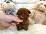 Üst Kali̇te Toypoodle Yavrular Her Yere Gönderi̇li̇r