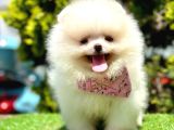 ayıcık surat pomeranian yavrular