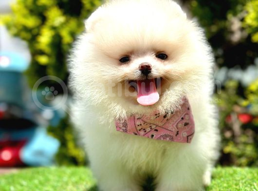 Ayıcık Surat Pomeranian Yavrular