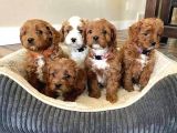 Mini boy puppy kahve tonlu MALTİPO CİNSİ
