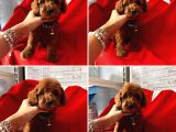 GERÇEK TEA CUP TOY POODLE BEBEKLER