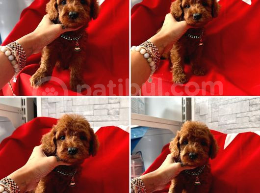 Gerçek Tea Cup Toy Poodle Bebekler