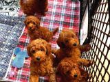 Üst Kali̇te Toypoodle Yavrular Her Yere Gönderi̇li̇r