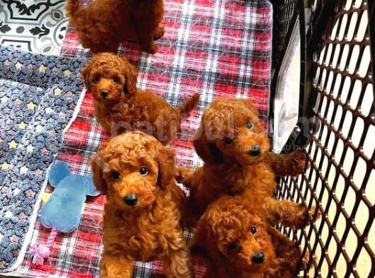 Üst Kali̇te Toypoodle Yavrular Her Yere Gönderi̇li̇r görsel