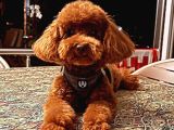 Toy Poodle