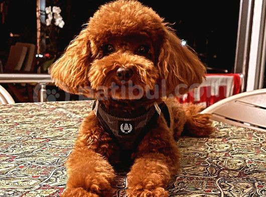 Toy Poodle görsel