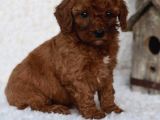 Mini boy puppy kıpkırmızı ev üretimi yavrularımız TOOY POODL
