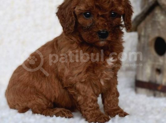 Mini Boy Puppy Kıpkırmızı Ev Üretimi Yavrularımız Tooy Poodl
