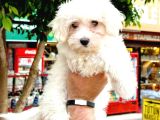 Mini Boy Puppy Kar Beyaz Sevimli Maltesse Terri̇er Ci̇nsi̇ 