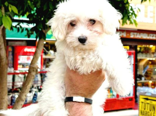 Mini Boy Puppy Kar Beyaz Sevimli Maltesse Terri̇er Ci̇nsi̇ 